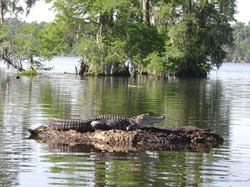 Swamp en Bayou Tour